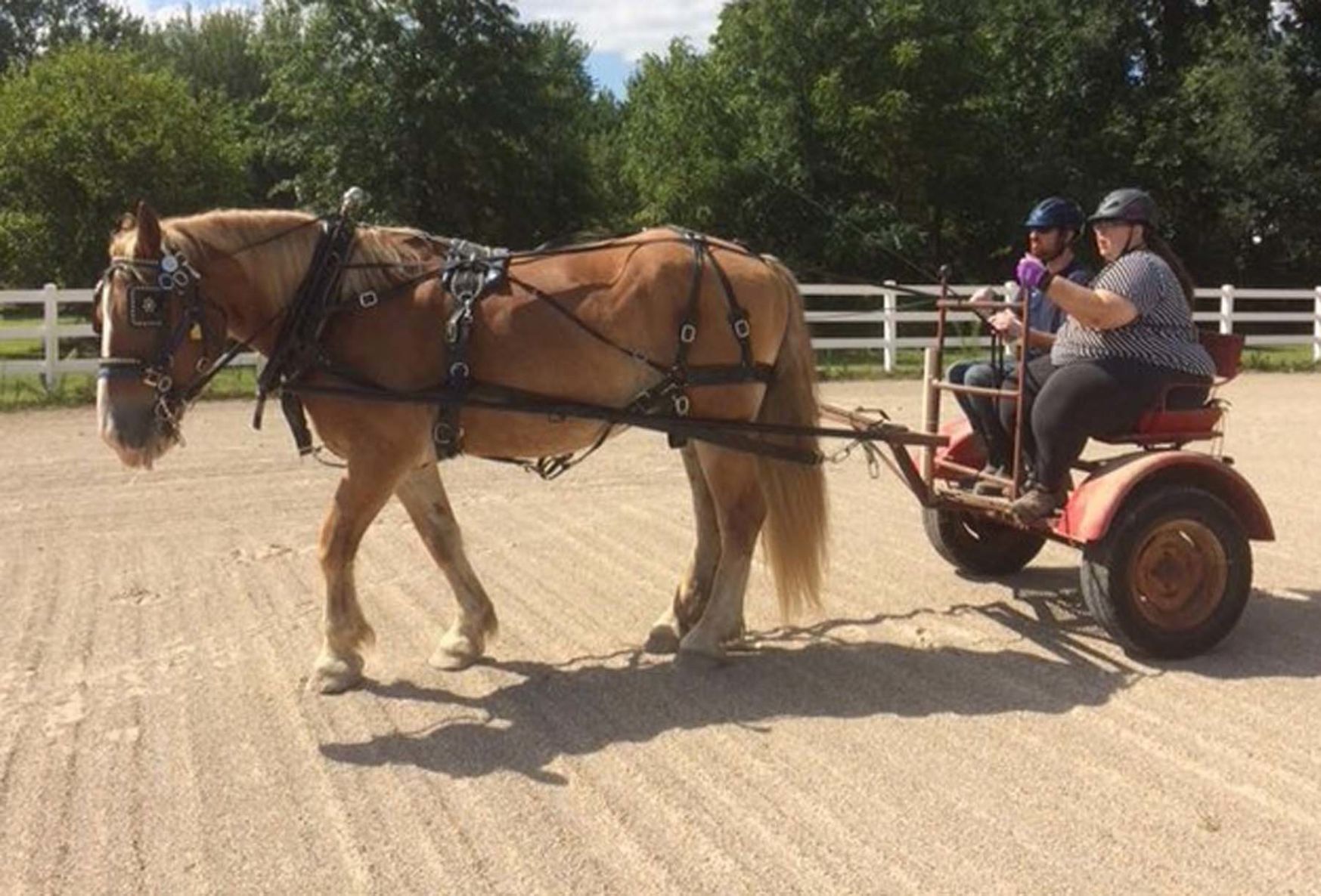 Reins of Life to host first Carriage Driving Show